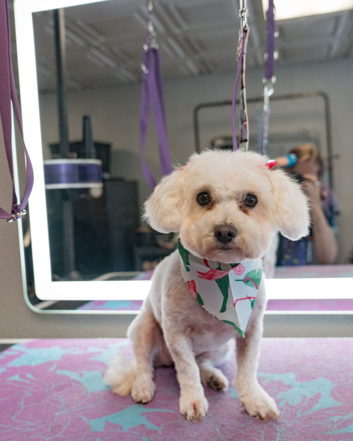 A freshly groomed white dog wearing a bandana at Pure Joy Pet Salon