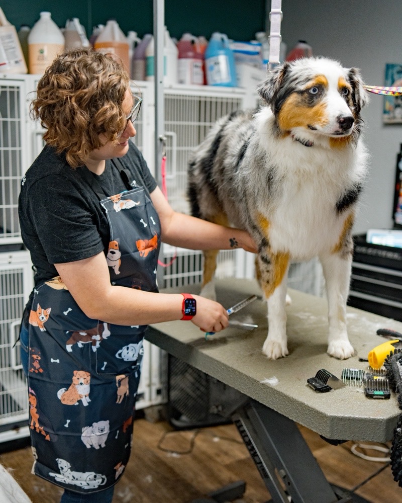 A Pure Joy groomer trimming an Australian shepherd on the grooming table at the Atwater salon